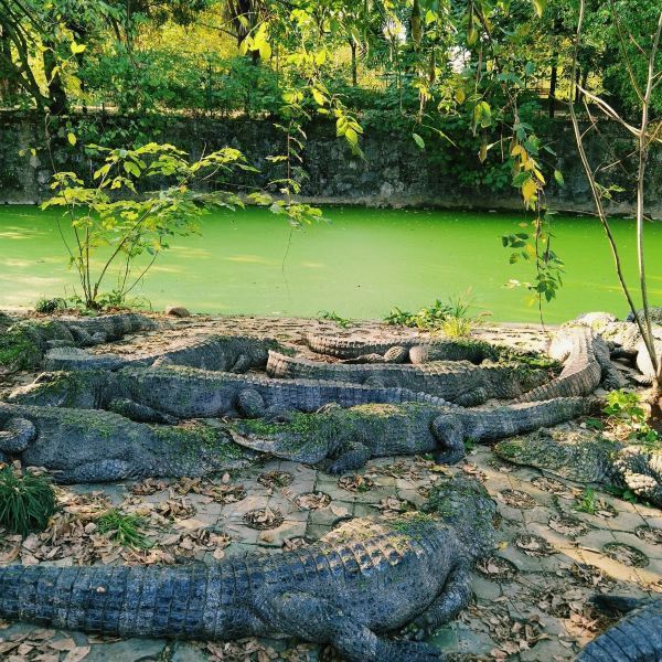 中国鳄鱼湖风景区