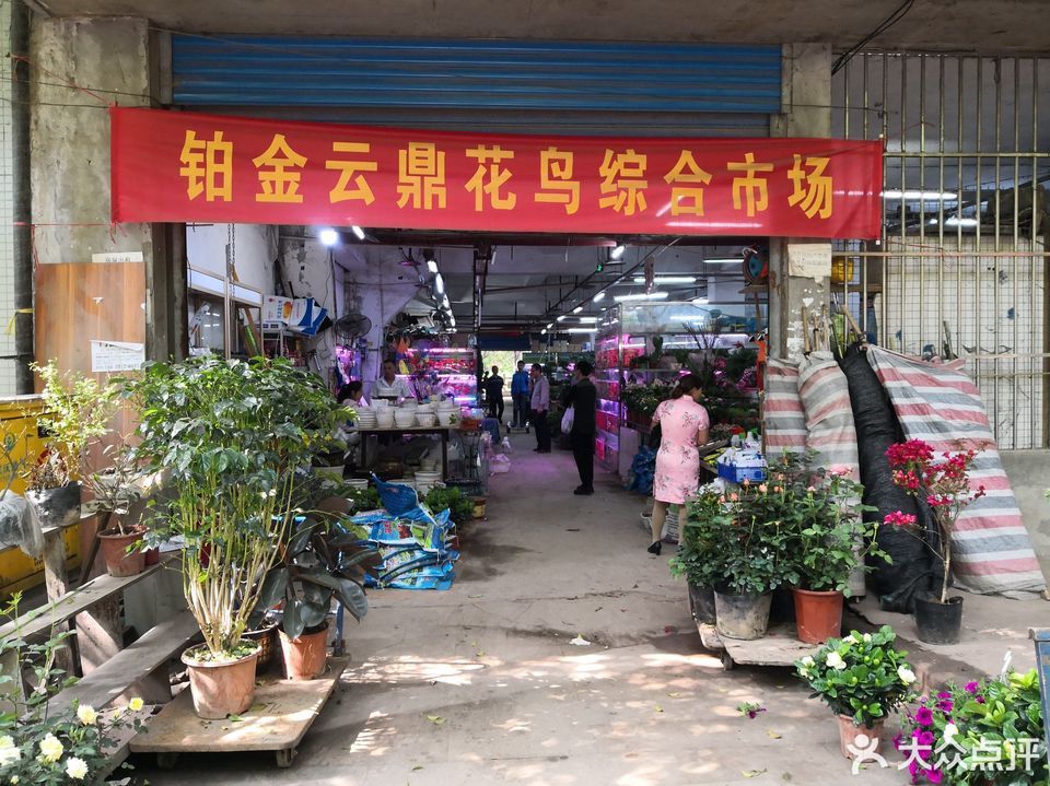 重庆杨家坪花鸟市场