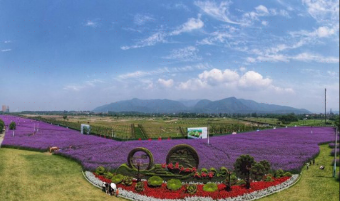 富陽花海藍田