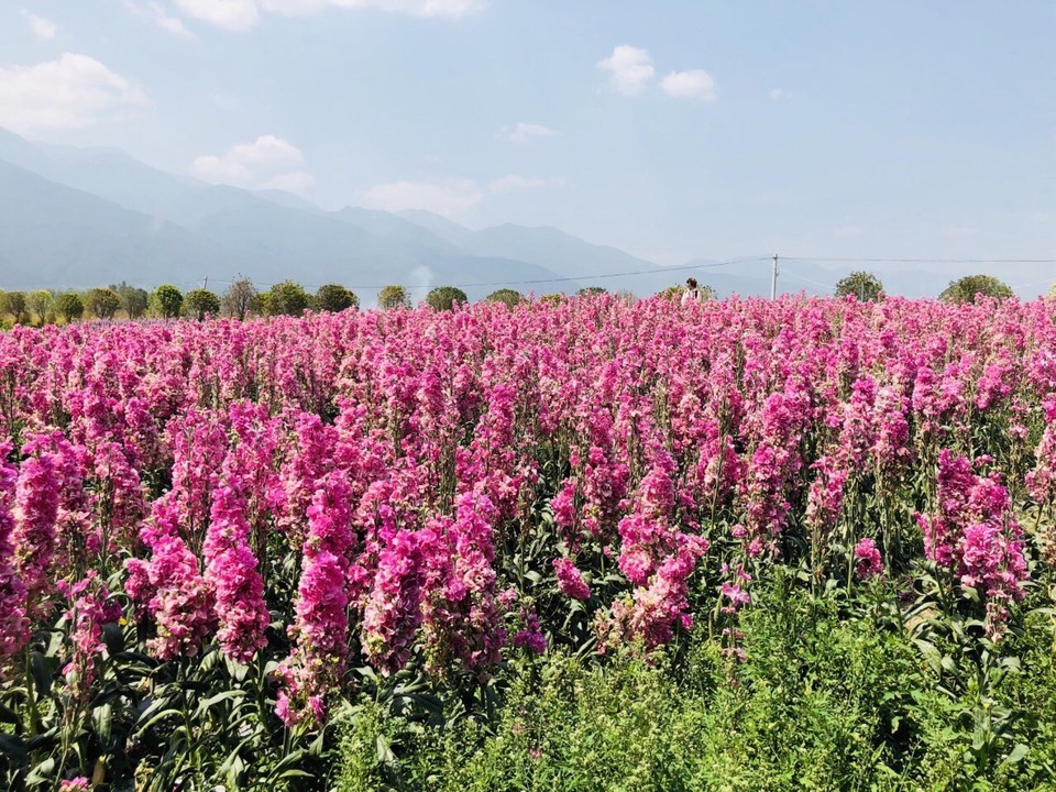 云海芳草图片