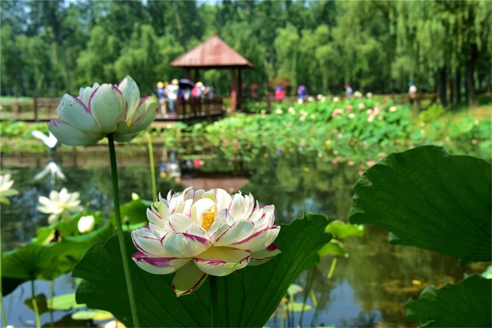 微山湖风景区旅游攻略图片