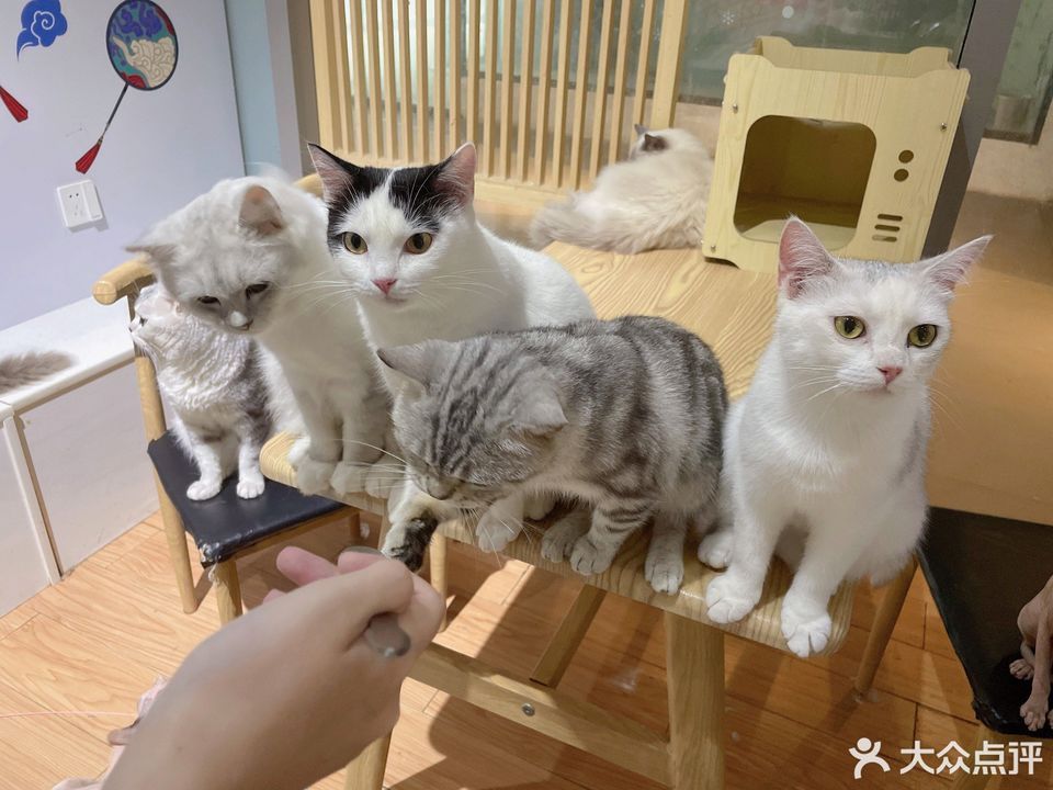 【猫森林撸猫馆猫咖】猫森林撸猫馆猫咖电话,猫森