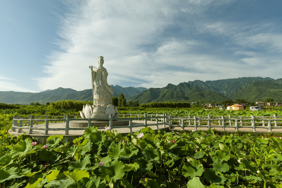 长安区王莽乡荷花