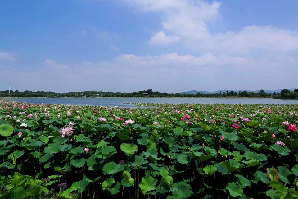 仙山湖國家溼地公園荷花博覽園