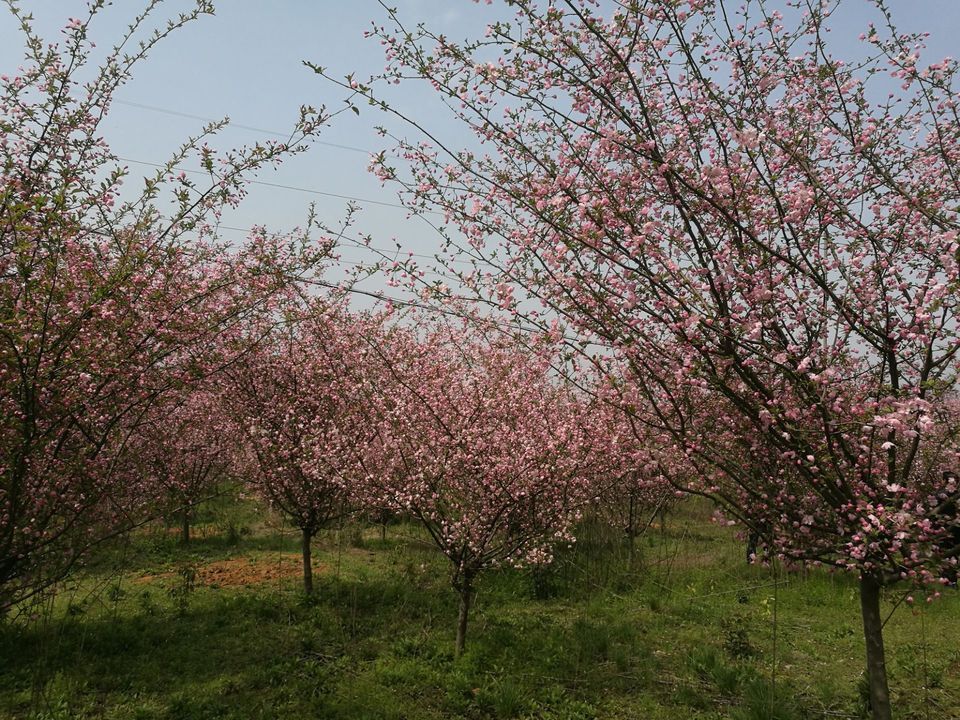 蕲春龙泉花海图片图片