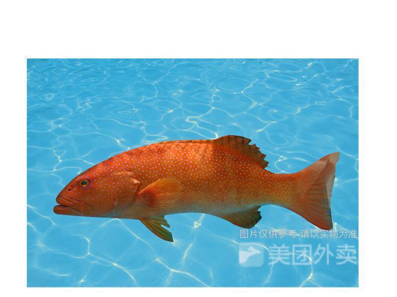 东升斑鱼图片
