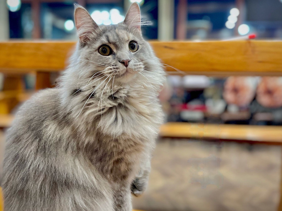 【蓝鲸猫咪咖啡·地下吸猫场所】地址,电话,路线,周边设施_360地图