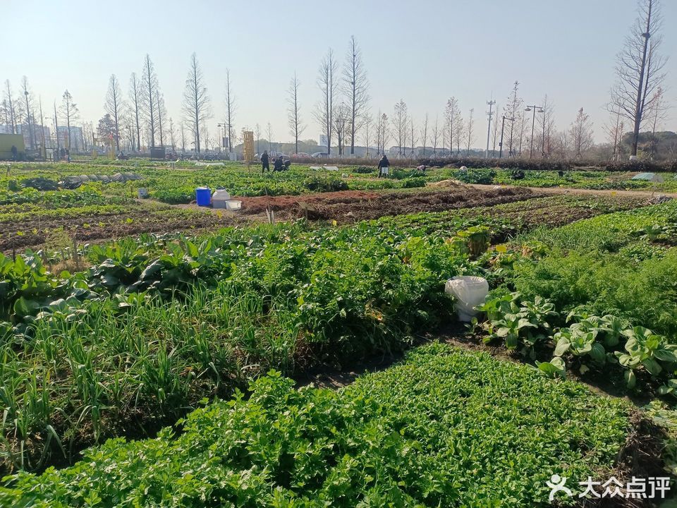 开心农场私家菜园