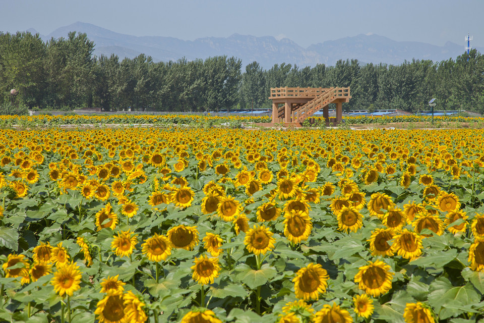 长沟向日葵主题公园