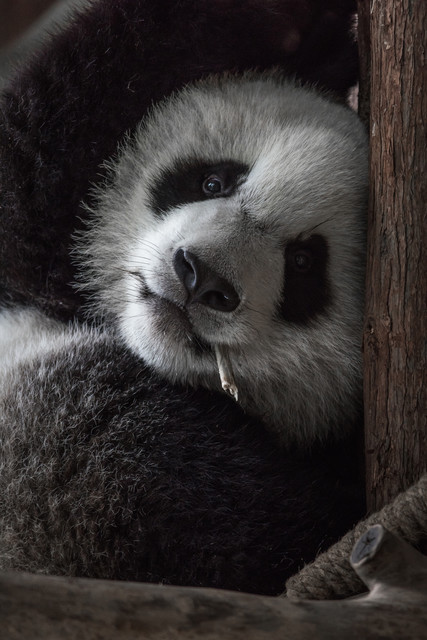 【天津動物園電話】地址,電話,路線,周邊設施_360地圖