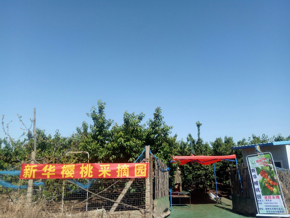 白鹿原樱桃园