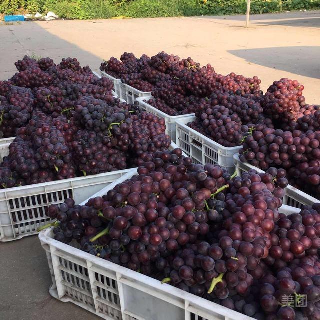 香蕉王果业青年北路店