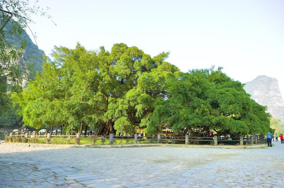 大榕树景区图片