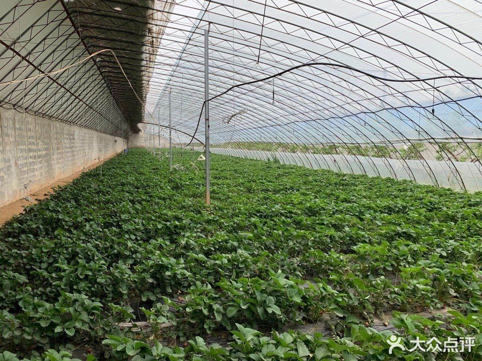 振山兴旺合作社有机草莓