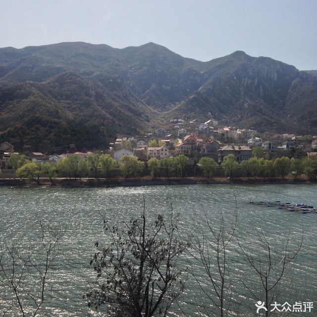 怀柔桥梓镇沙峪口水库大枣采摘