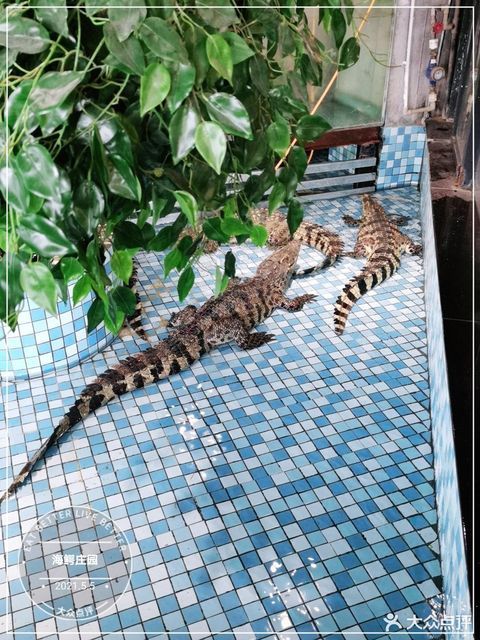 海鳄庄园鳄鱼主题生活馆