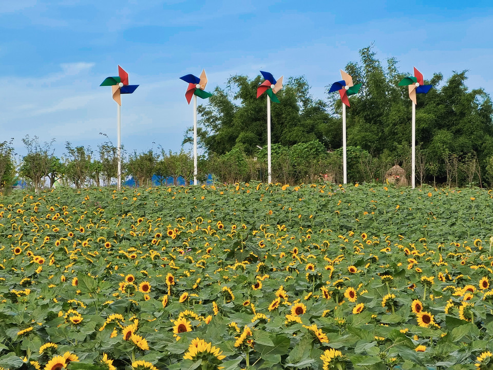 蔚然花海地址(位置,怎么去,怎么走,在哪,在哪里,在哪儿):成都市龙泉驿