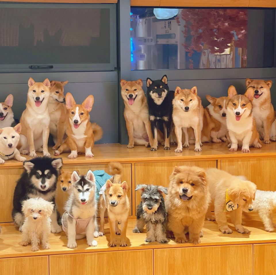 【柴元滚滚咖啡·柴犬·羊驼·柯尔鸭·巨兔·香猪·小羊·狗咖猫咖】