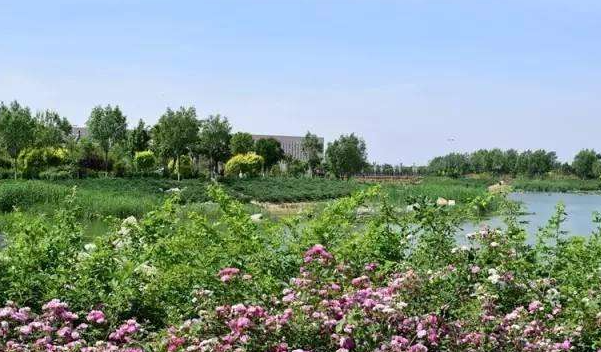 邱县盛水湖公园图片