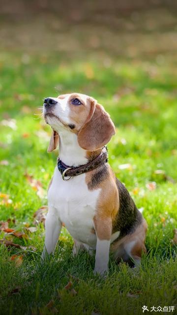 科翔壁纸(宁津旗舰店)