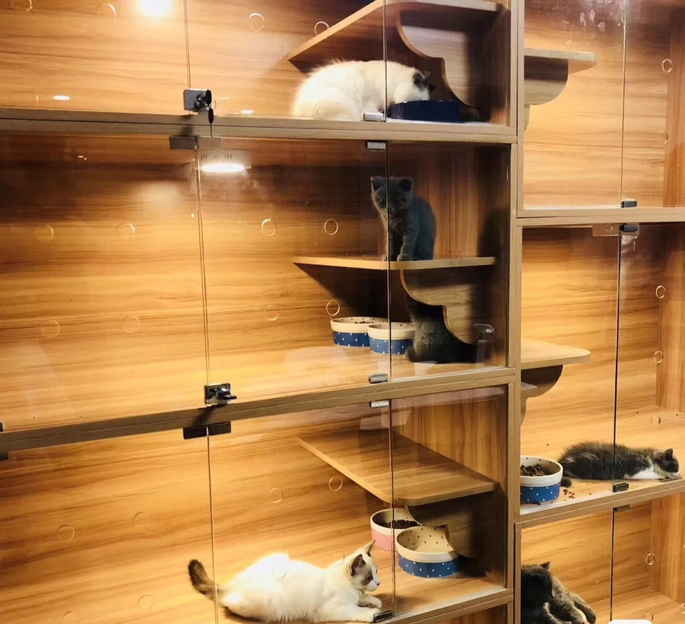 【喵星人猫舍の猫咪专卖店(宠物猫店)】喵星人猫舍の猫咪专卖店(宠物