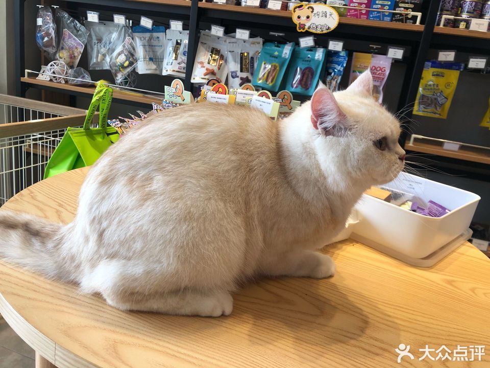 petkit小佩寵物公園九里店