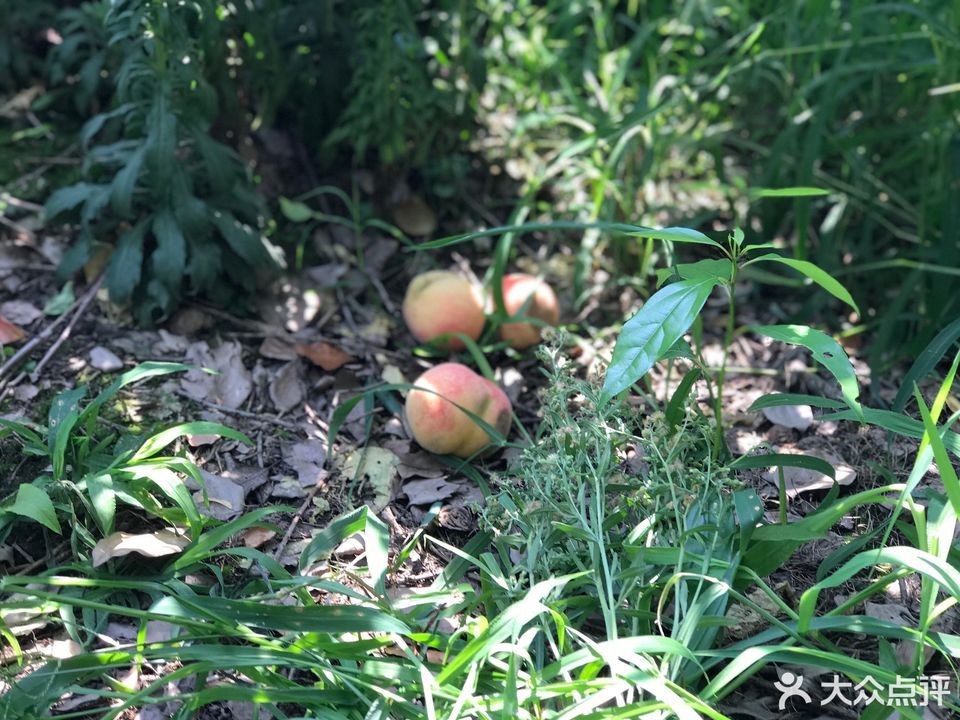 天蓝地绿生态农庄地址(位置,怎么去,怎么走,在哪,在哪里,在哪儿):无锡