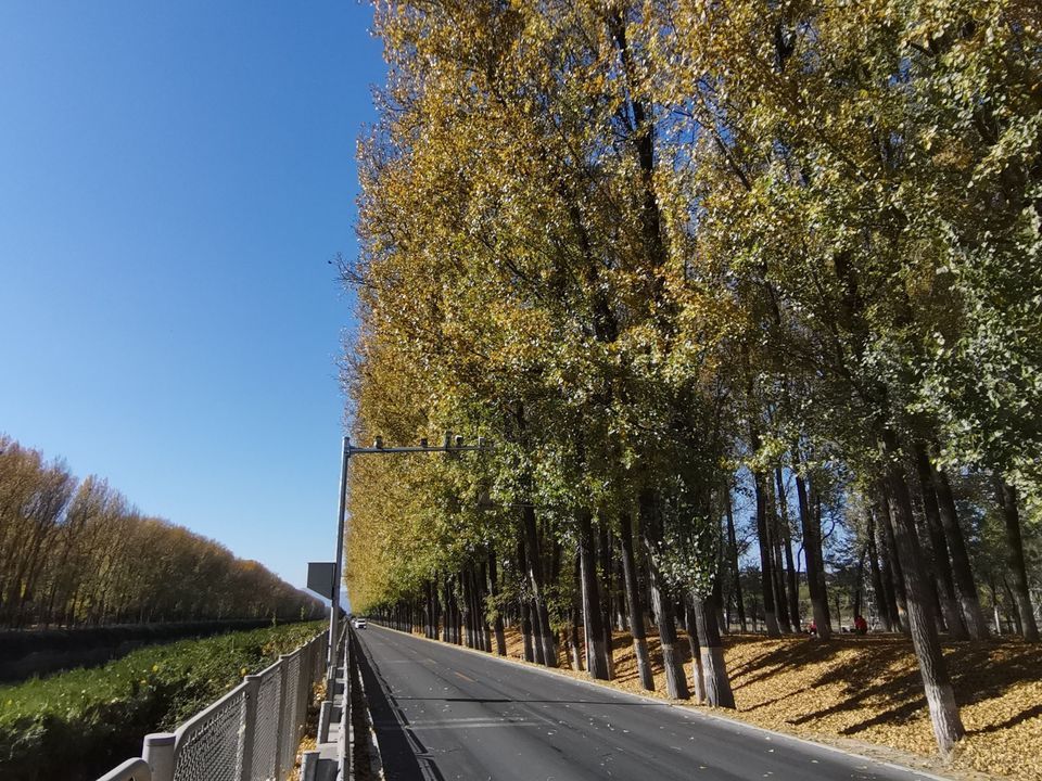 张各庄村银杏林