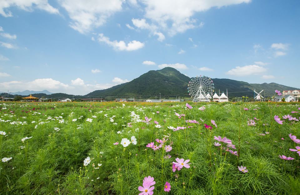 缙云县笕川花海