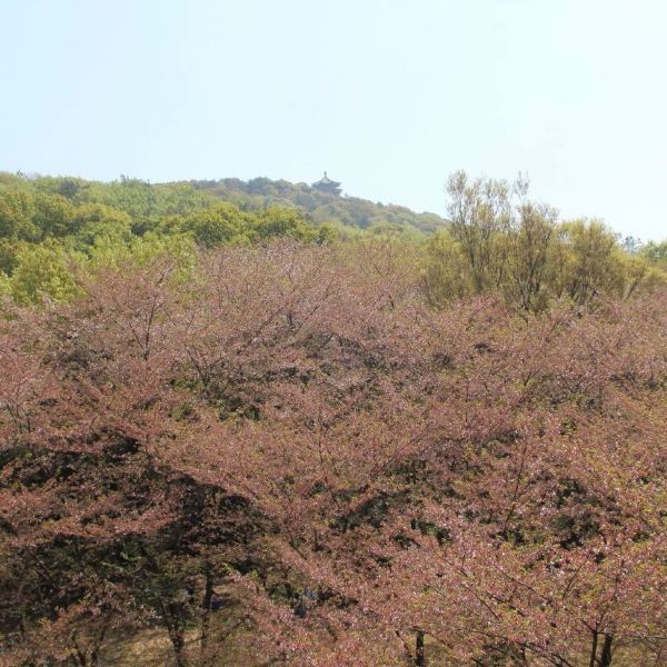 中日樱花友谊林