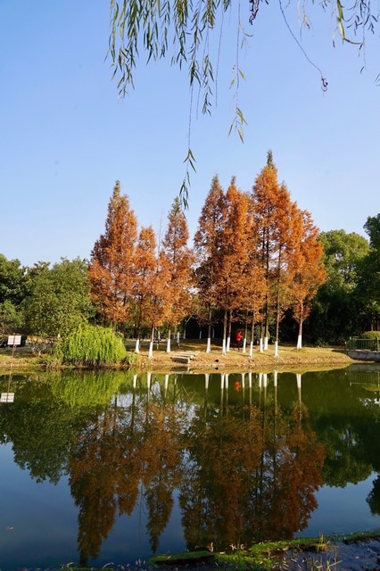 常州市翠竹公园图片