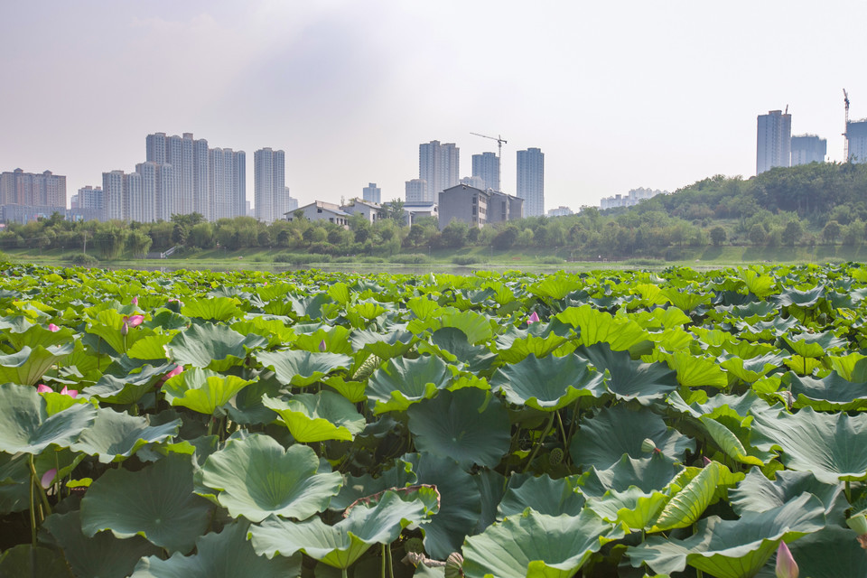 西安滻灞桃花潭公園圖片