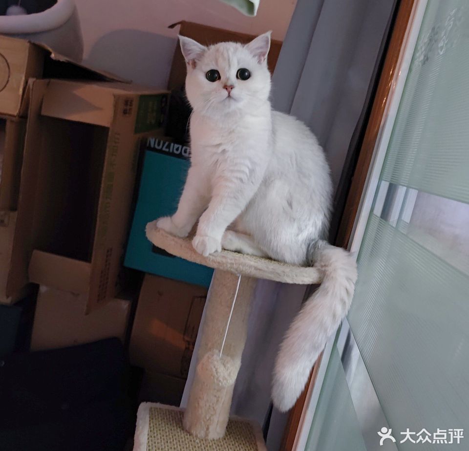 桔子猫舍