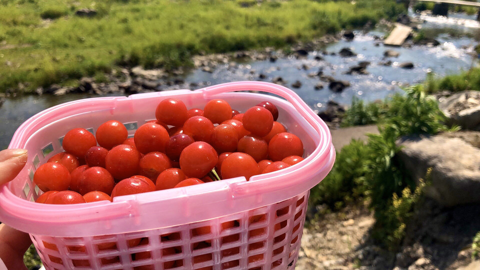 深甽櫻桃園地址(位置,怎麼去,怎麼走,在哪,在哪裡,在哪兒):寧波市寧海