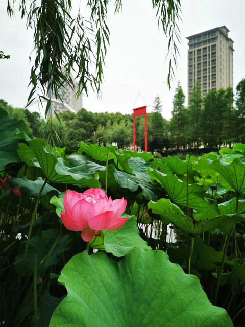 陈家山荷花公园