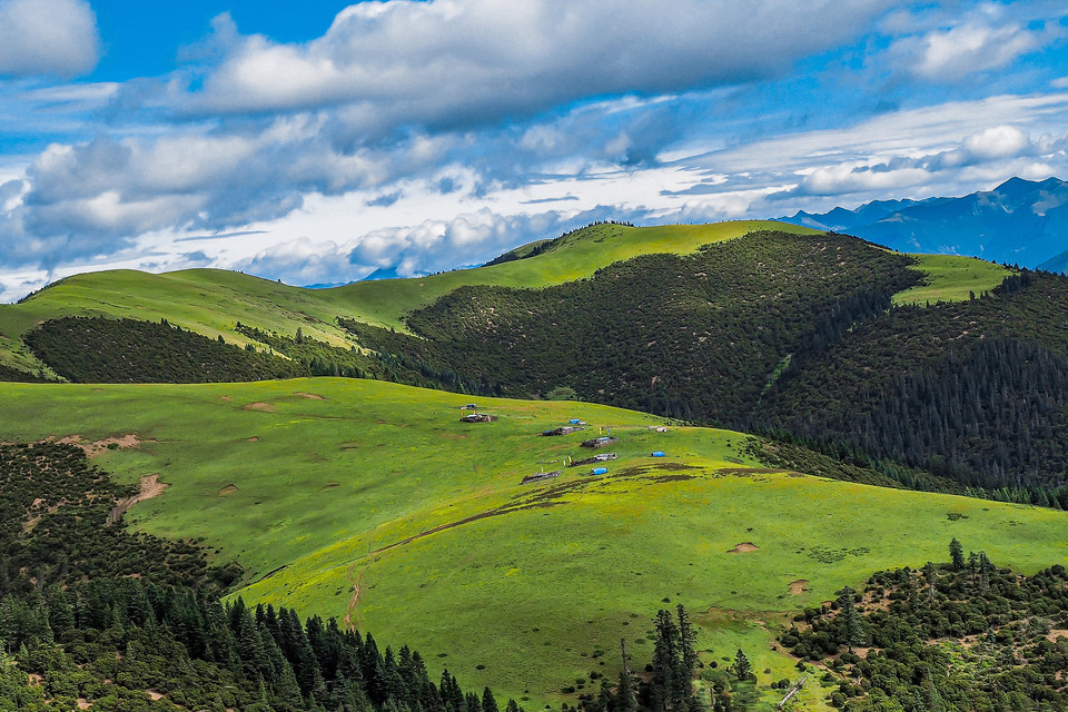 藏北大草原图片