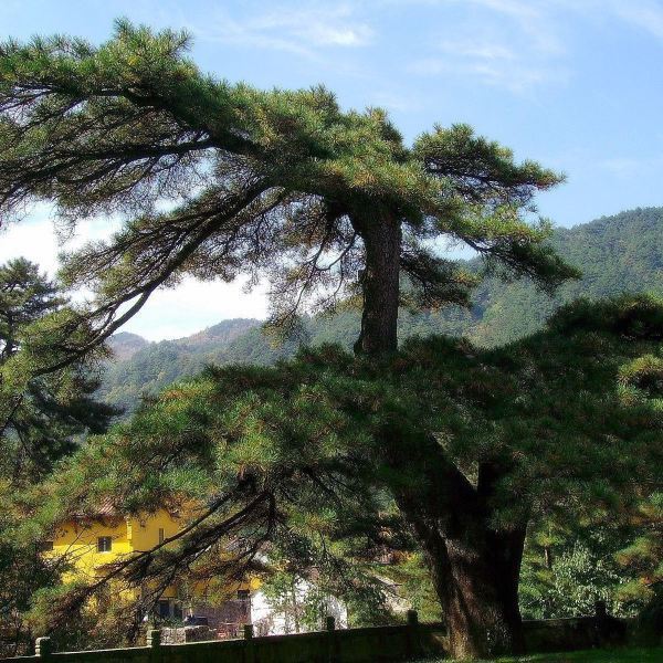 享旅世界:天下第一松特指九华山景区的一棵黄山松凤凰松,这棵黄山松的