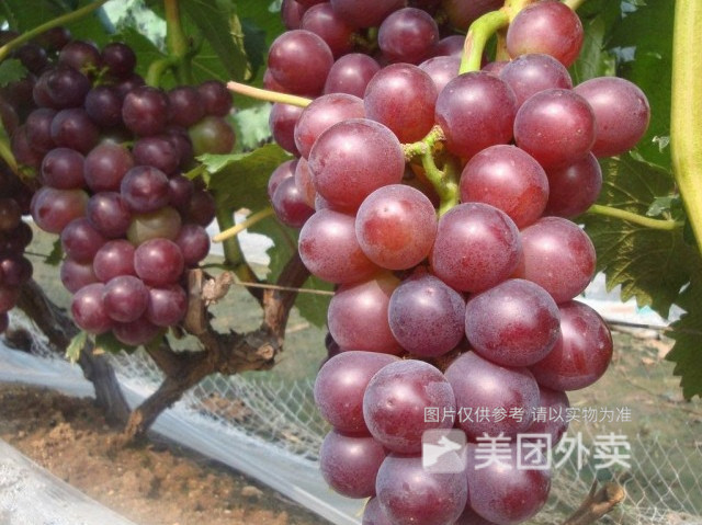 洗净巨峰葡萄图片