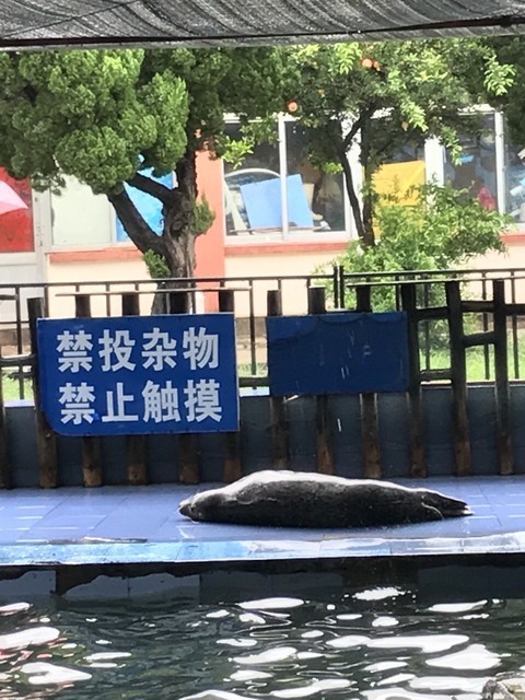                    月牙湾-海豹