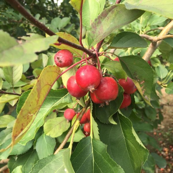 昌平蘋果主題公園