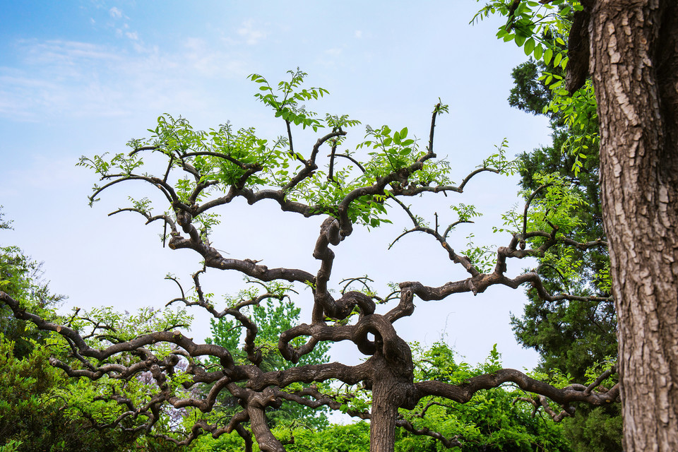 怎麼走,在哪,在哪裡,在哪兒):鄭州市金水區東風路電話:綠蔭公園-綠蔭