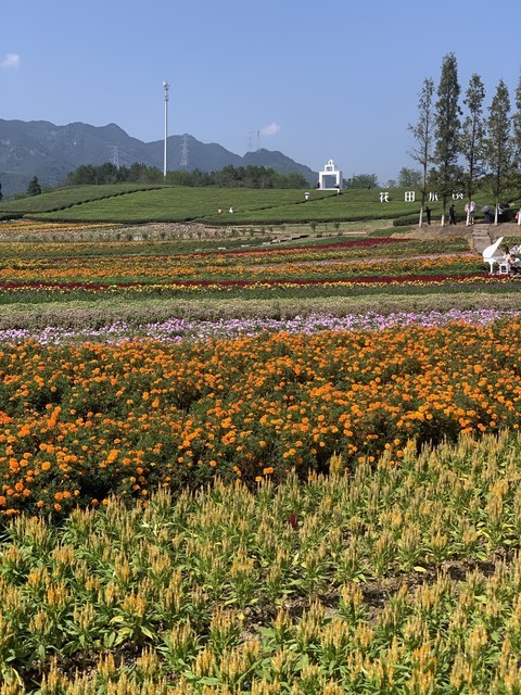 花田小镇图片