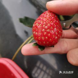 新桥草莓采摘园