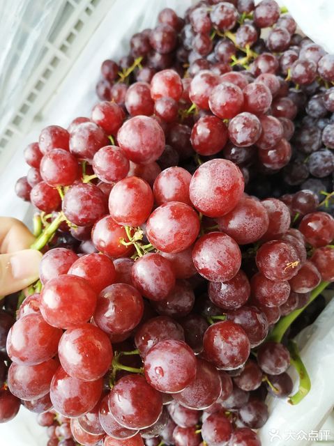 弗雷珍珠提图片