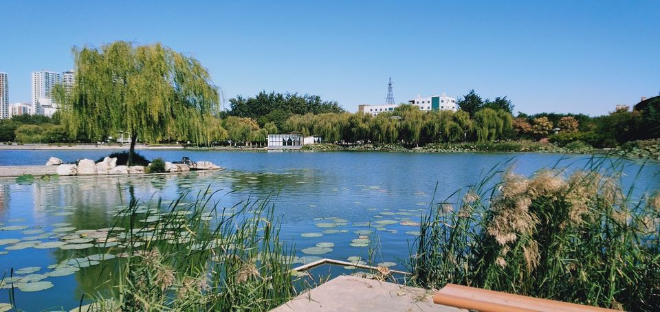 高阳龙湖公园图片