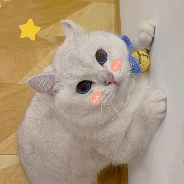 【meow喵呜猫咖(新街口店)】地址,电话,路线,周边设施_360地图