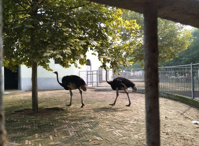 邢臺市動物園圖片