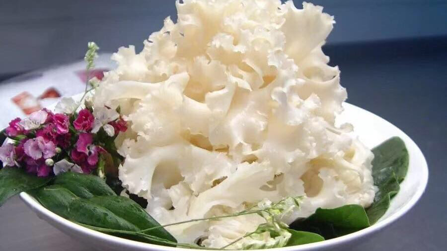 云南绣球菌图片