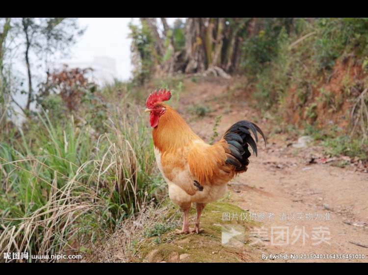 推荐菜:正宗阳山农家鸡煲位于广州市花地大道北芳村地铁站a2东南50米