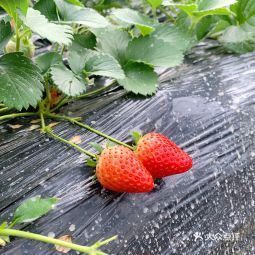三圣乡高架草莓采摘园图片